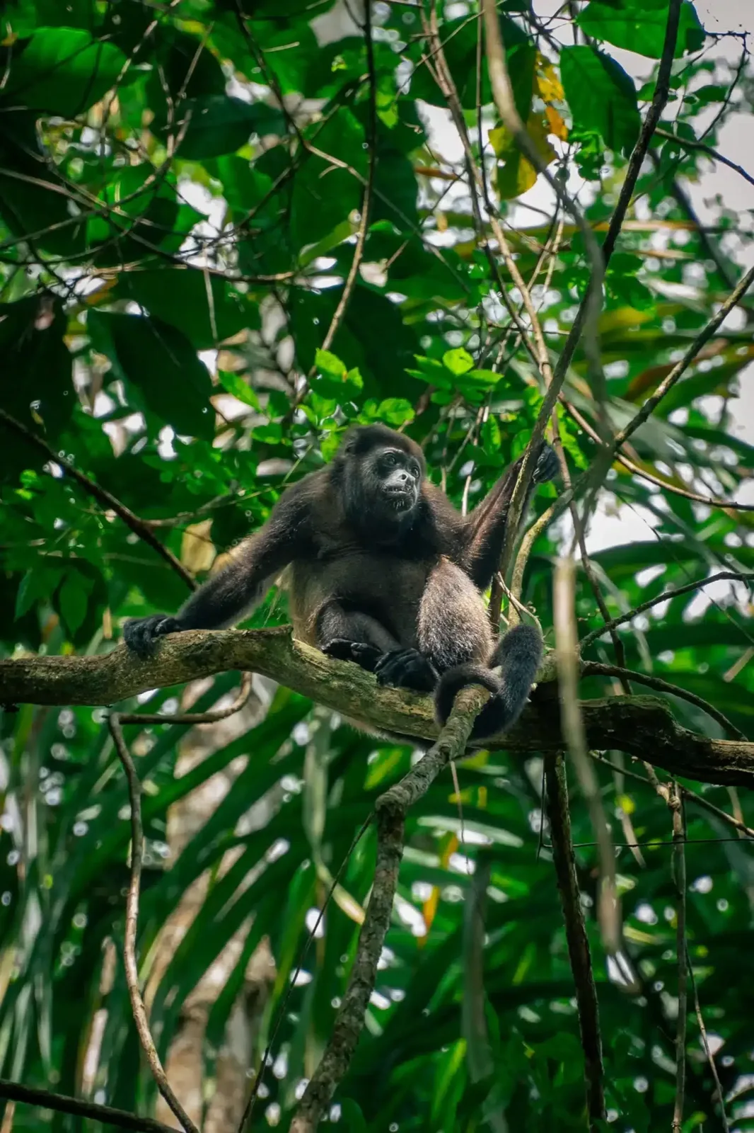 A mantled howler monkey resting on a branch in Manuel Antonio National Park