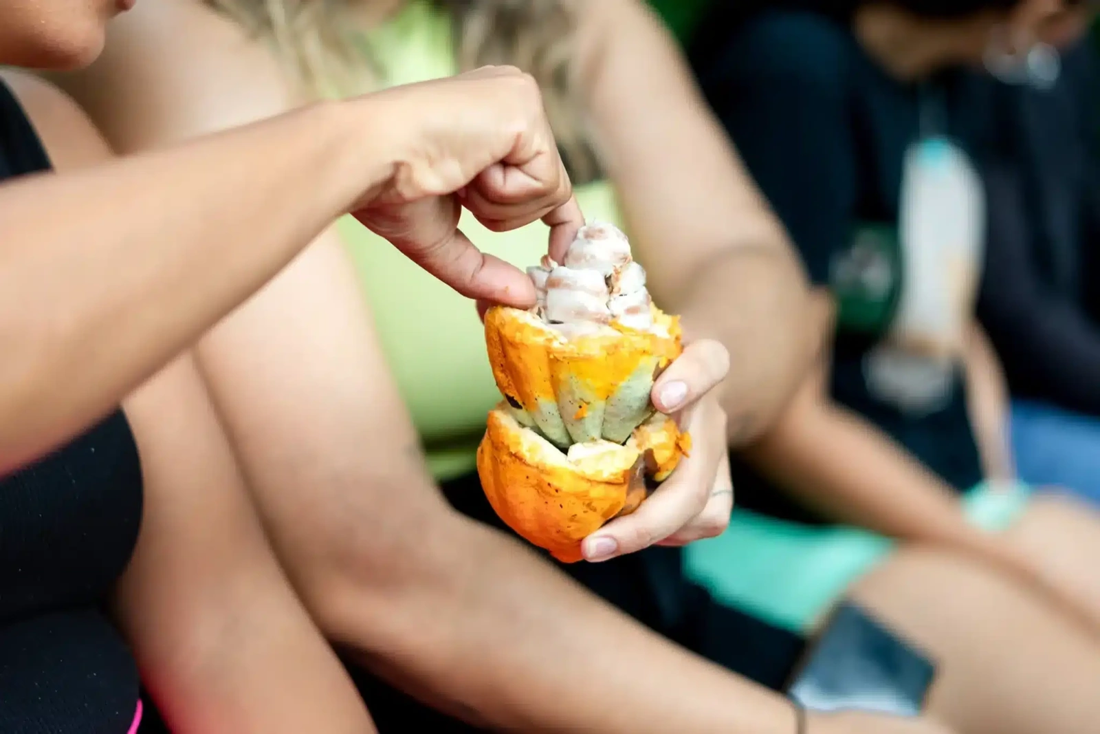 A guest opening a fresh cacao pod on a chocolate tour