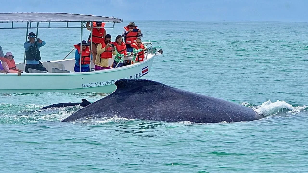 Tourists photograph a humpback whale surfacing beside a whale-watching tour boat off the Costa Ballena coast