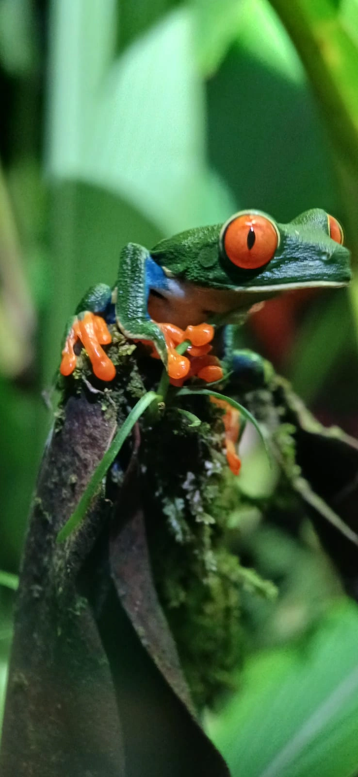 Red-eyed tree frog perched on a leaf in the Costa Rican rainforest